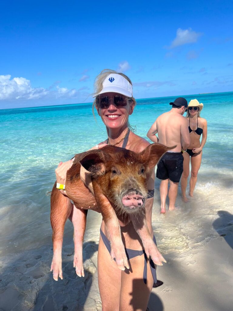 Swimming pigs Feeding the sharks