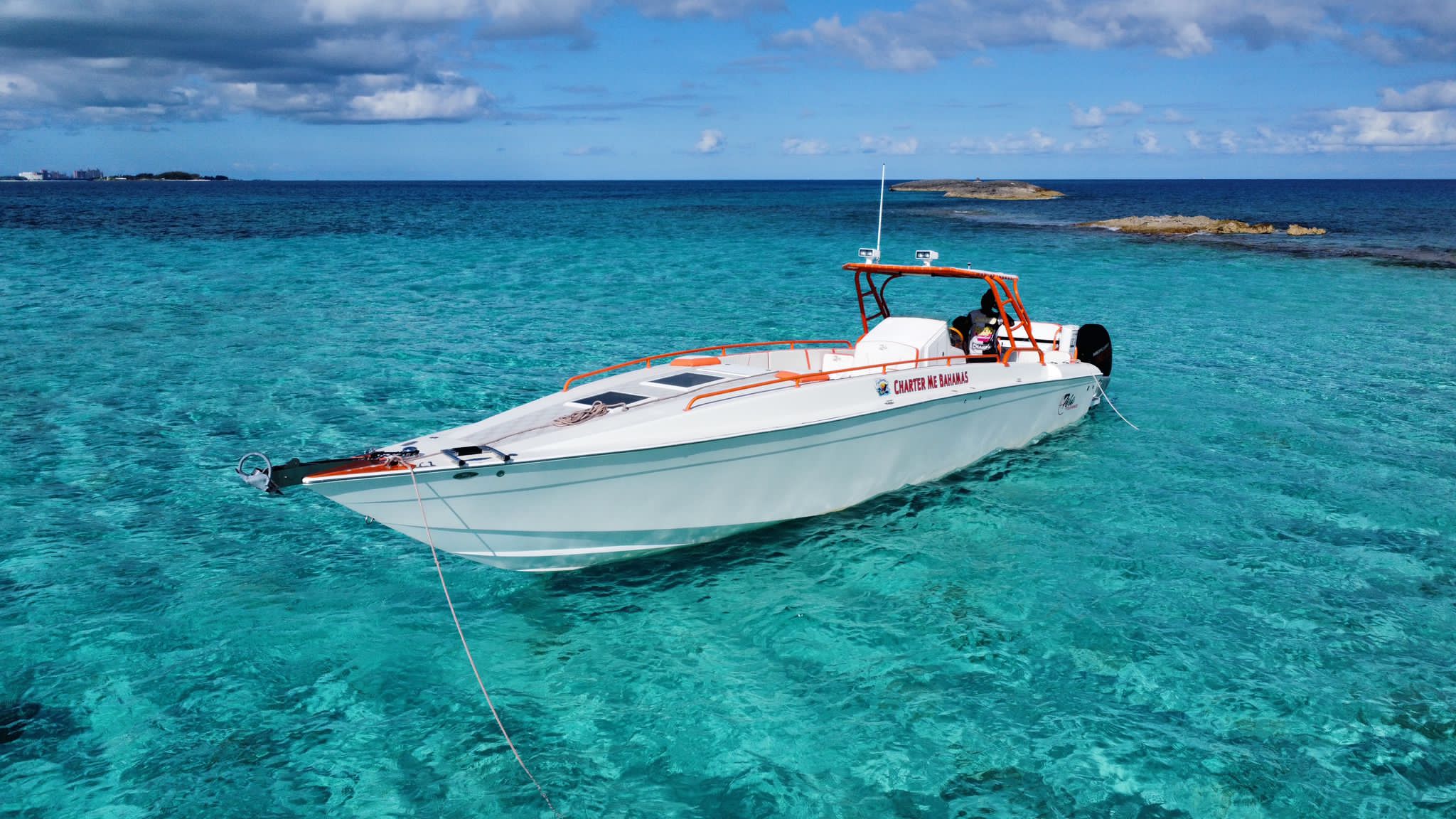 Swimming pigs Feeding the sharks