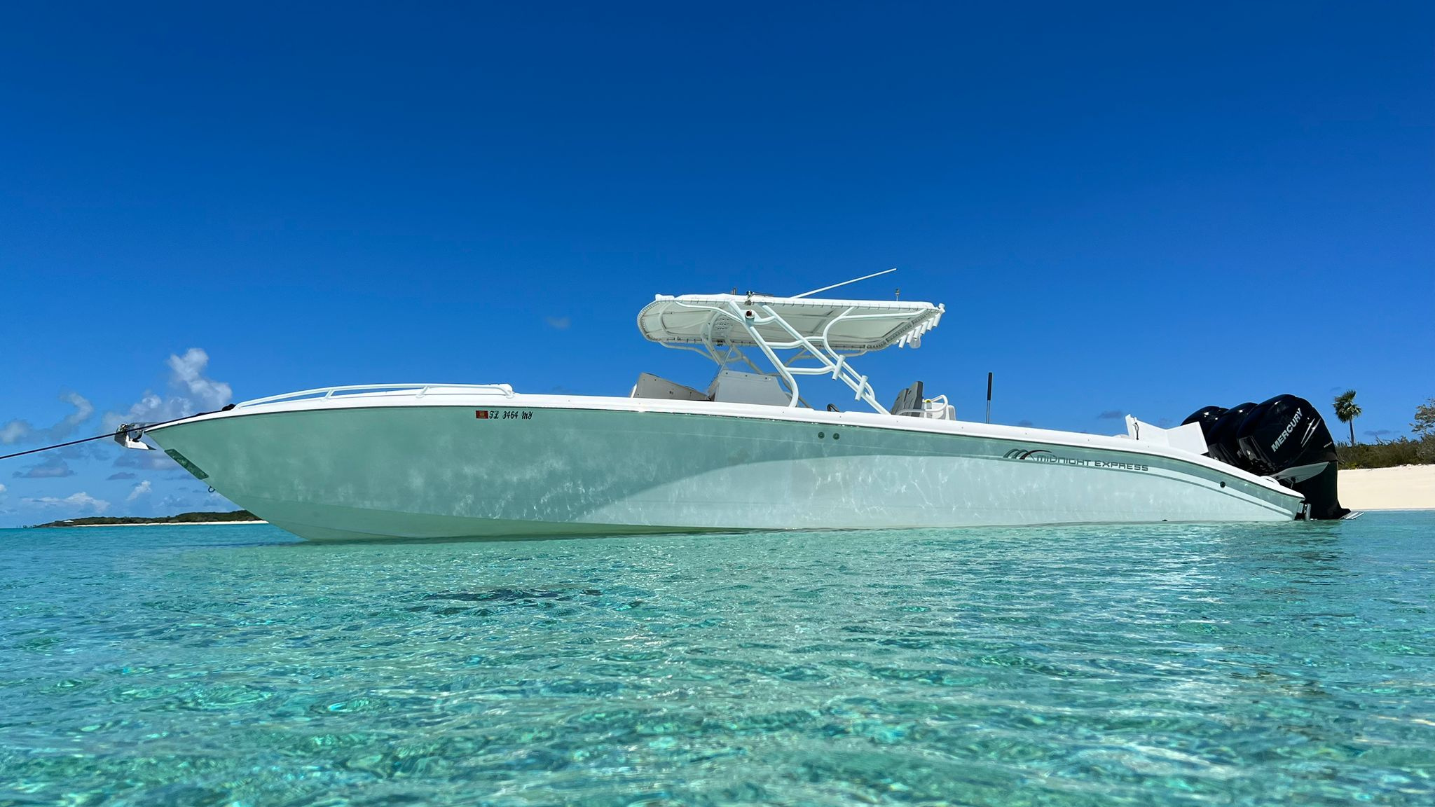 Swimming pigs Feeding the sharks