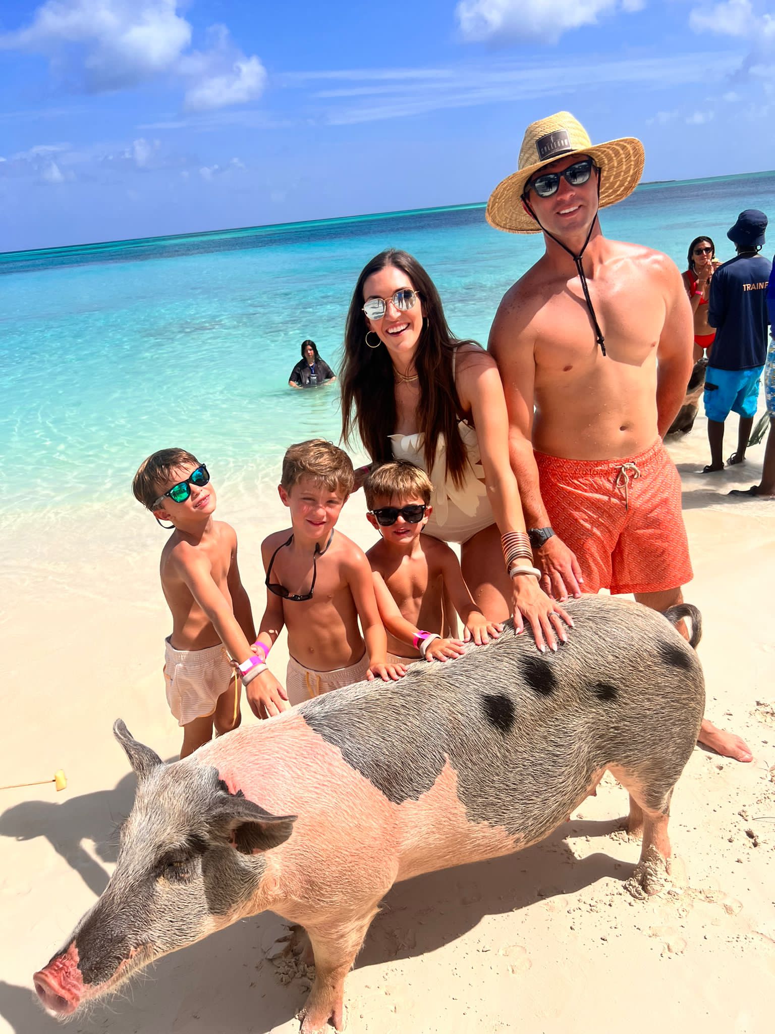 Swimming pigs Feeding the sharks