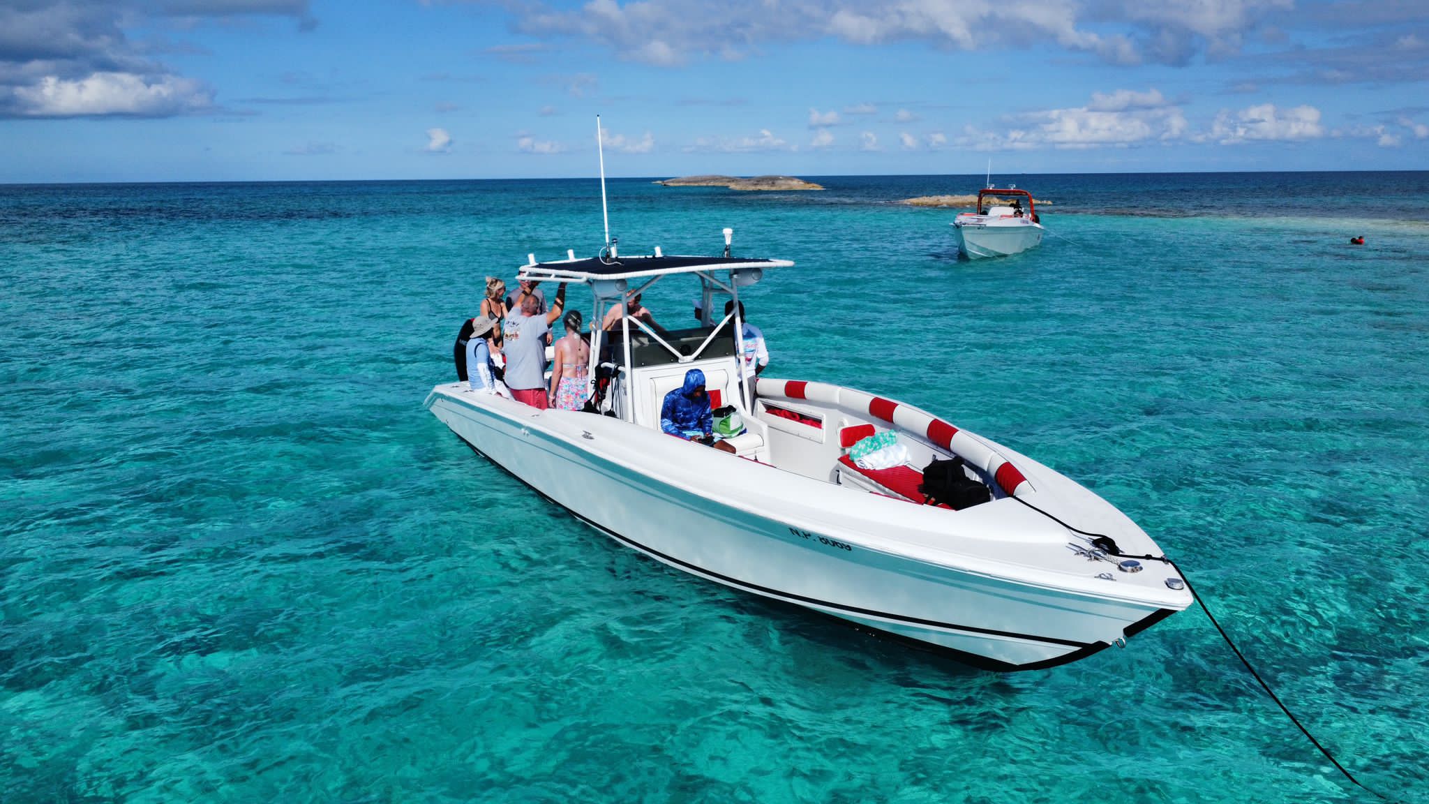 Swimming pigs Feeding the sharks